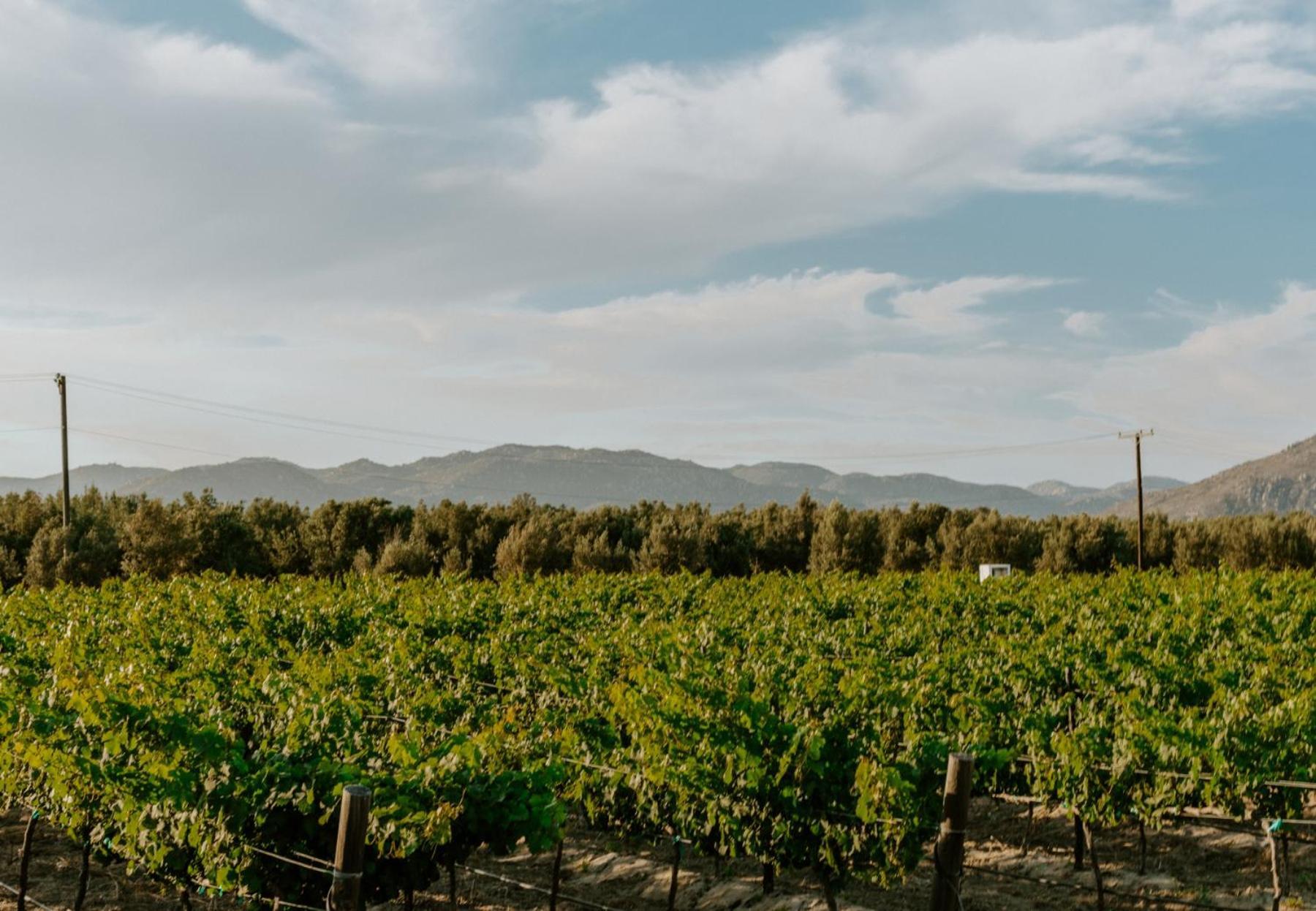 Campera Valle De Guadalupe Енсенада Екстер'єр фото